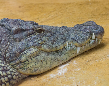 巨型尼罗河鳄鱼CrocodylusNerotographus头部的详细节图片