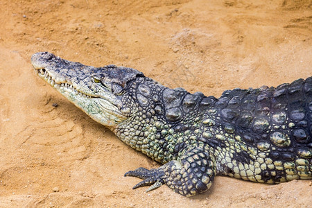 巨型尼罗河鳄鱼CrocodylusNerotographus头部的详细节图片