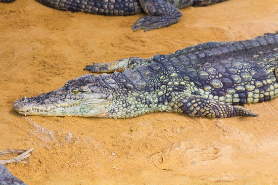 巨型尼罗河鳄鱼CrocodylusNerotographus头部的详细节图片