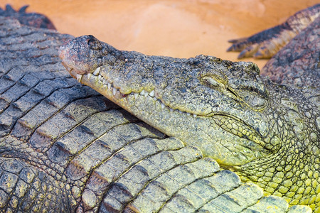 巨型尼罗河鳄鱼CrocodylusNerotographus头部的详细节图片