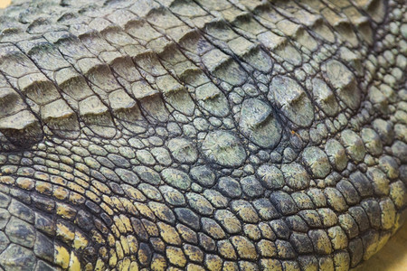 尼罗鳄Crocodylusniloticus坚硬皮肤的细节图片
