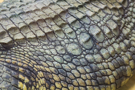 尼罗鳄Crocodylusniloticus坚硬皮肤的细节图片