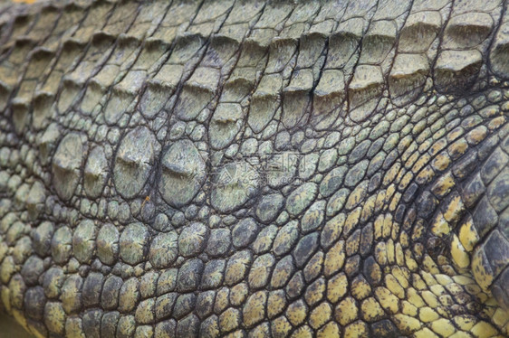 尼罗鳄Crocodylusniloticus坚硬皮肤的细节图片