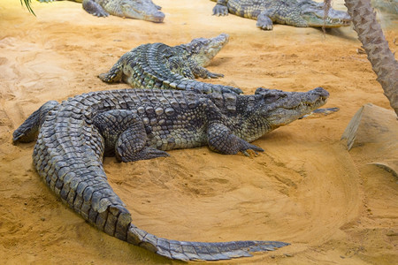 一群危险的尼罗河鳄鱼在休息尼罗鳄图片