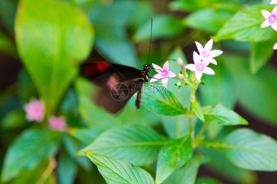 美丽的蝴蝶有黑色翅膀和红图片
