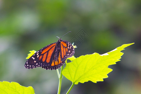 橙色和黑的漂亮蝴蝶图片
