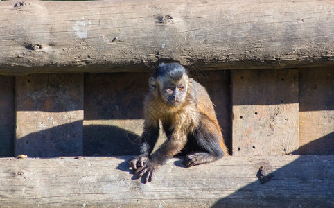 滑稽的小卡普琴猴子坐在木头上Cebusapella图片