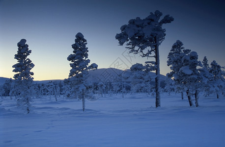 雪林冬季风景图片