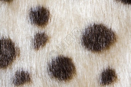 豹纹织物背景纹理图片