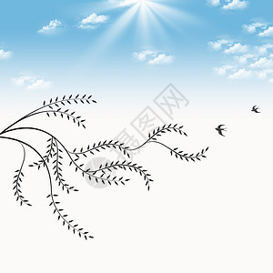 在蓝天背景上被孤立的柳和鸟类分支图片