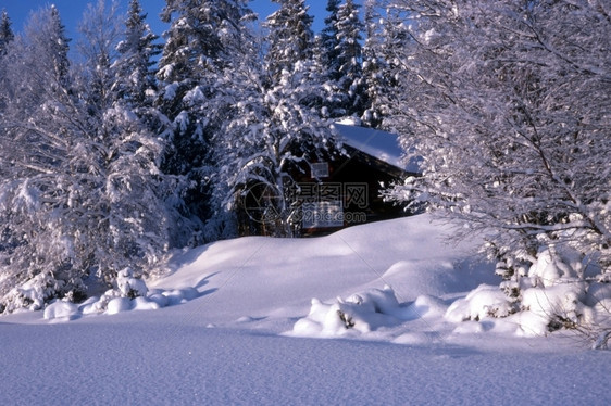 森林中的雪小屋图片