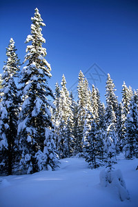 在阳光明媚的天和蓝空中山上高的雪树和图片