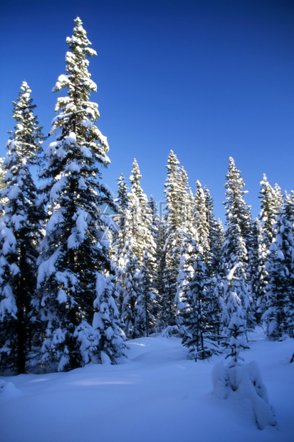 在阳光明媚的天和蓝空中山上高的雪树和