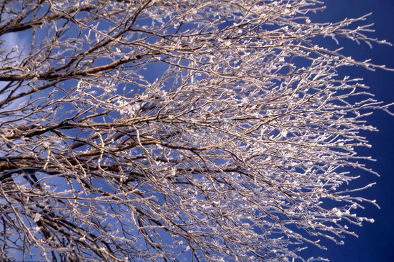 在阳光明媚的天有蓝白雪树枝图片