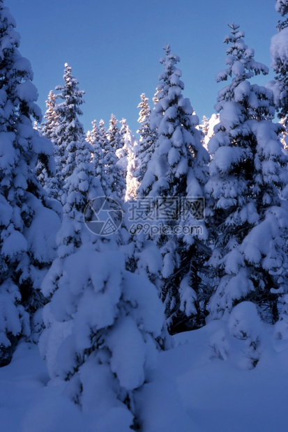 阳光下的白雪树在森林中的阳光下图片