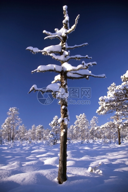 阳光明媚的天空中森林落雪的树木与蓝天图片