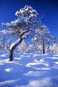 阳光明媚天空蓝森林中有雪树图片