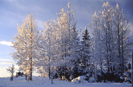 美丽的冬季雪树景观图片