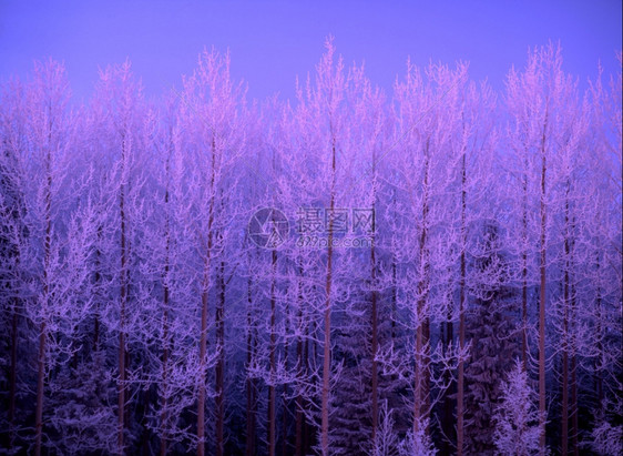 日落时美丽的冻霜树图片