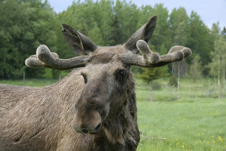 瑞典森林中的驼鹿图片