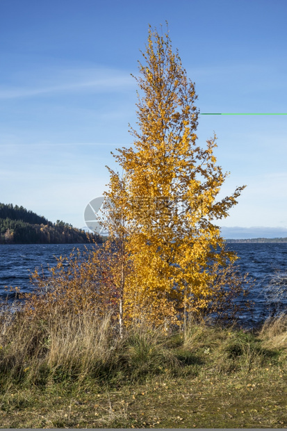 湖边的秋树图片