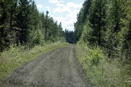 森林里的野鹿瑞典图片
