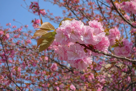 东京美丽的樱花图片