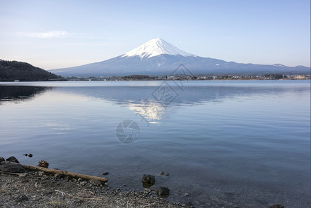 川口湖的藤山景图片