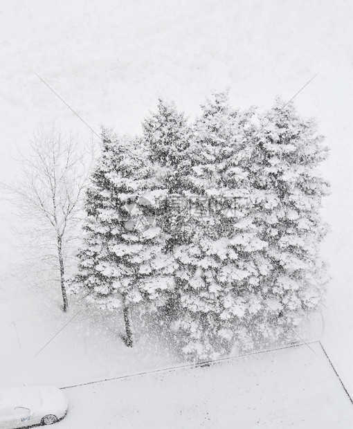 五棵松树在大雪中下沉从上面拍摄的照片图片