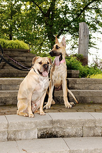 两只漂亮的狗一锋利和一只伟大的达恩一起坐在这头牛座上公园里踩脚步图片