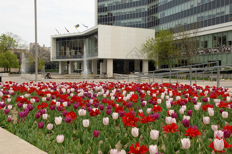 在春天的汉密尔顿安大略市政厅有几个红白郁金香的美丽花床图片