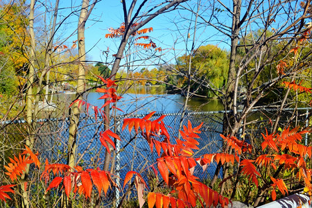 一片蓝色的小湖周围树木秋天浅滩上一片多彩的红叶图片