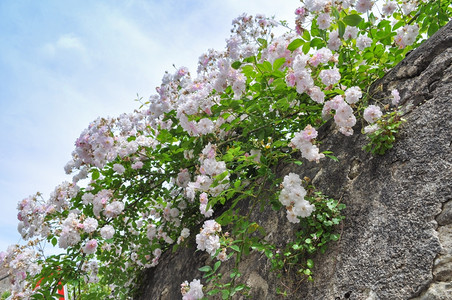 多系列南丁格尔玫瑰图图片