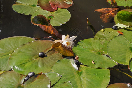 LilyNymphaeceae鲜花漂浮在一个水池中图片