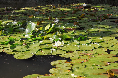 LilyNymphaeceae鲜花漂浮在一个水池中图片