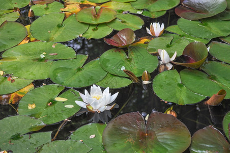 LilyNymphaeceae鲜花漂浮在一个水池中图片