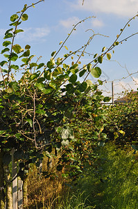 Kiwi植物Kiwi种植园许多果树图片