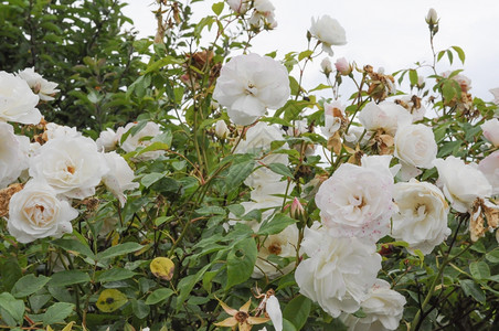 A玫瑰常年花朵灌木图片