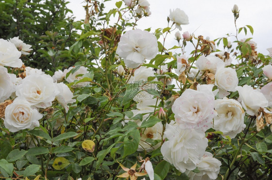 A玫瑰常年花朵灌木图片