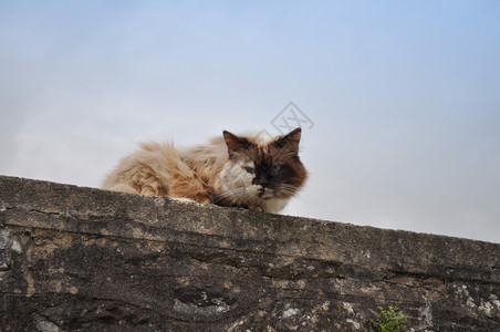 蓝天上墙的小猫图片