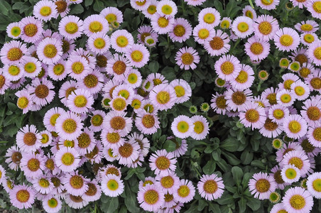 白菊花bellisperennis以及普通菊花草坪或英国高清图片下载 正版图片 摄图网