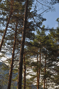 松树松树松树属的松林针叶植物图片