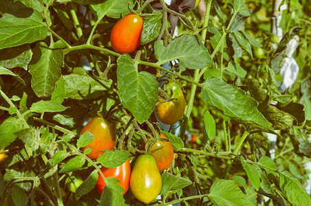 红意大利番茄蔬菜健康素食品图片