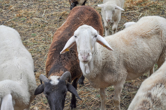 羊动物草地上四肢反抗哺乳动物图片