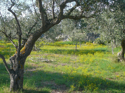 橄榄树OleaEuropeaEuropaea小树种位于东地中海盆沿区的Oleaceae家族背景图片