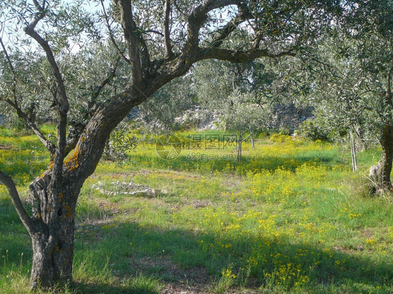 橄榄树OleaEuropeaEuropaea小树种位于东地中海盆沿区的Oleaceae家族图片