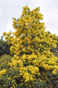 米摩花Acaciadealbata的黄色米摩莎花种着白银的蓝色图片