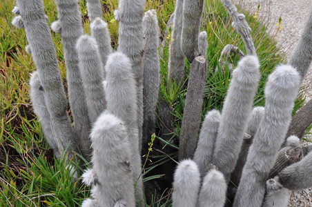 仙人掌属植物仙人掌科多刺多汁植物图片