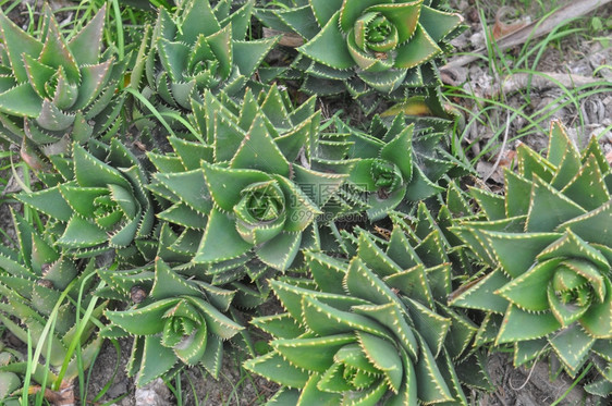 芦荟芦荟非洲多汁植物常用于草药图片