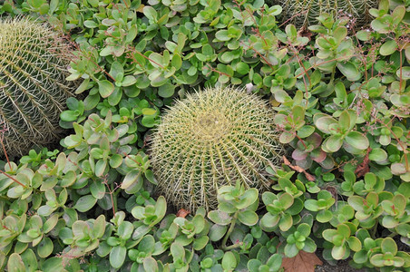 仙人掌属植物仙人掌科多刺多汁植物图片